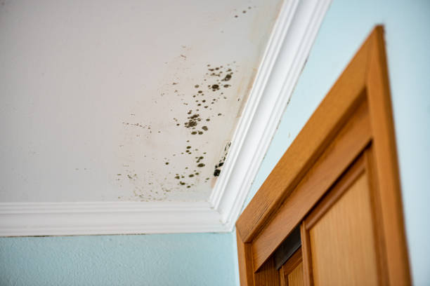 Best Mold Remediation  in Peppermill Village, MD