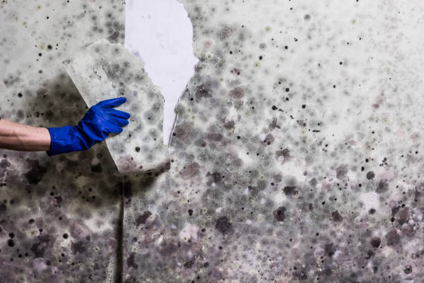 Best Mold Damage Repair  in Peppermill Village, MD