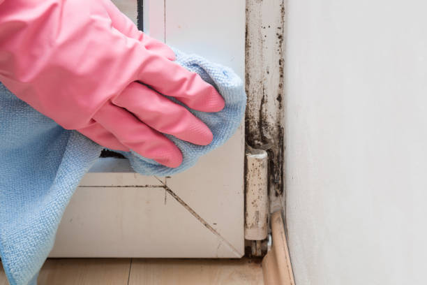 Best Mold Testing  in Peppermill Village, MD