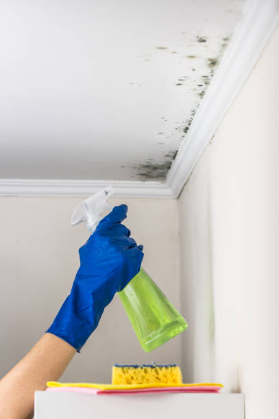 Best Best Mold Removal Companies  in Peppermill Village, MD
